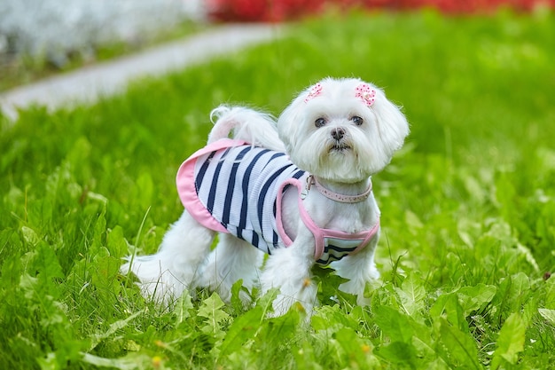 Maltese lapdog in the Park on the grass