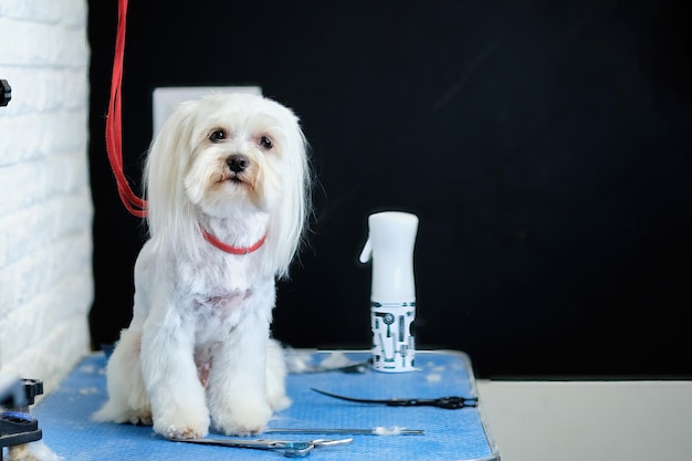 A Maltese lapdog sits on a grooming table next to a pair of dog shears