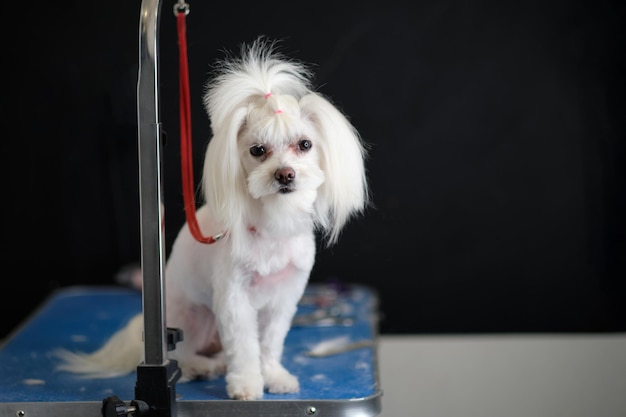 Maltese lapdog sits on a table in front of a black background