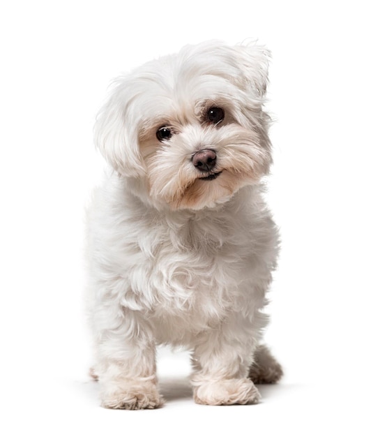 Maltese looking at camera isolated on white