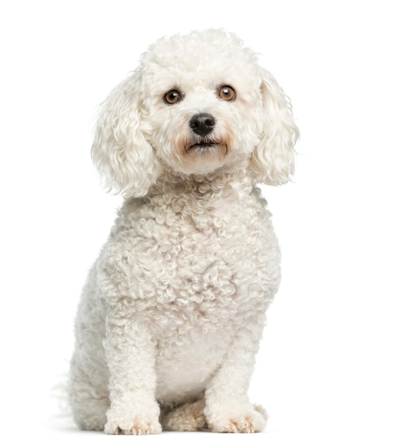 Maltese sitting in front of a white wall