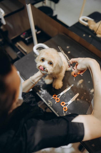 Photo maltipoo haircut at the grooming salon high quality photo