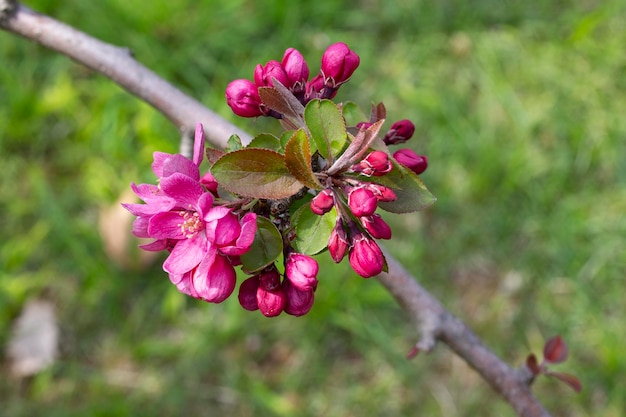 Malus profusion  crabapple pink flowers closeup blooming crabapples crab apples crabtrees or wild ap...