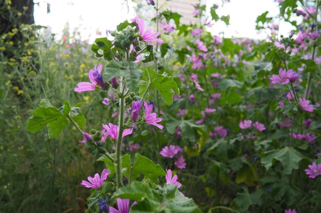 Malva sylvestris mallow genus Malva in Malvaceae Common mallow cheeses high mallow and tall mallow mauve Vigorous plant with showy flowers of mauvepurple with dark veins Budapest Hungary