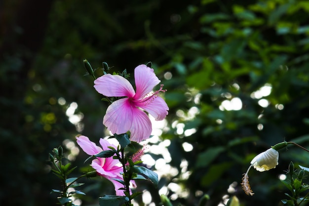 Malvaceae or Hibiscus flower in full bloom during springtime in a public park in India