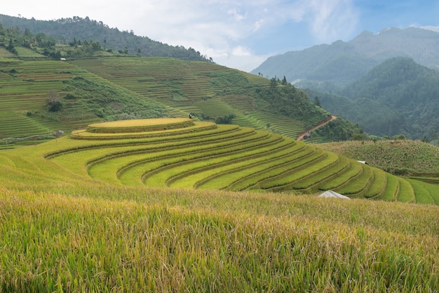 Mam xoi view point, Mu Cang Chai