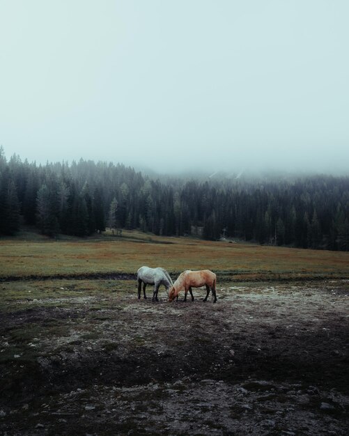 mammal background horses forest country countryside