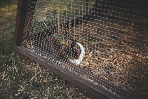 Mammal farming small rabbit natural household