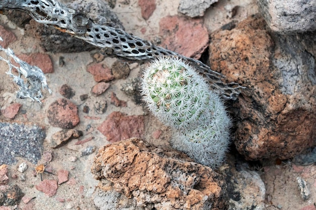 Mammillaria armillata baja california sur mexico cactus