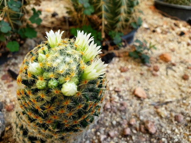 Mammillaria Schiedeana cactus flower in the garden