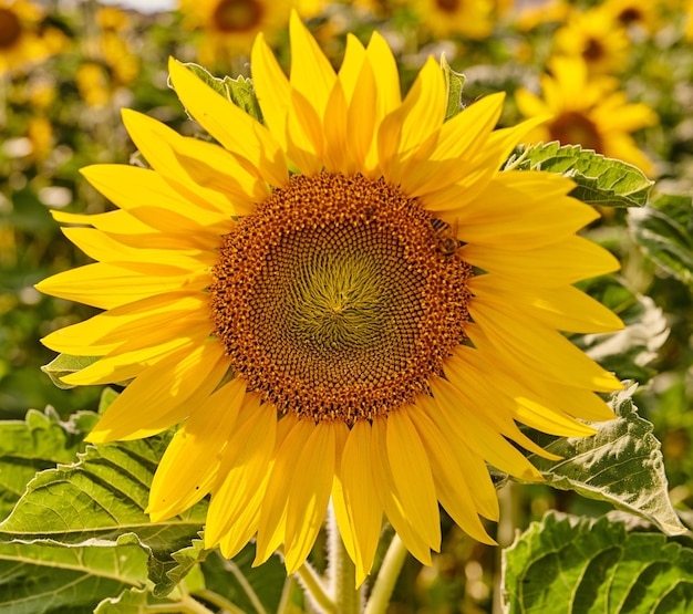 Mammoth russian sunflowers growing in a field or botanical garden on a bright day Closeup of helianthus annuus with vibrant yellow petals blooming in spring Beautiful plants blossoming in a meadow