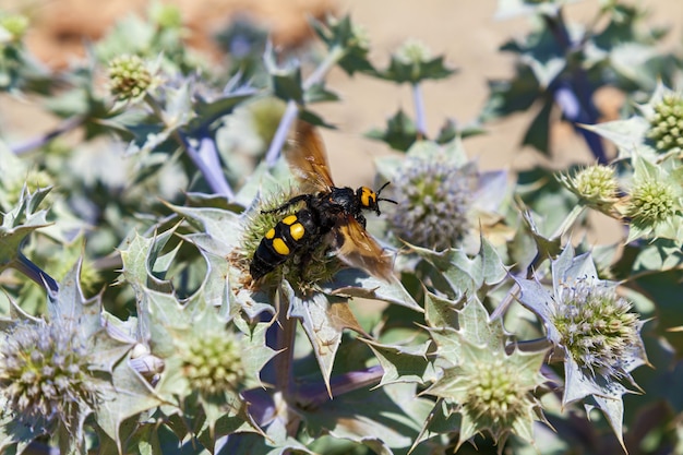 Mammoth wasp Megascolia maculata is a very large wasp sits on a flower Mammoth wasp Megascolia