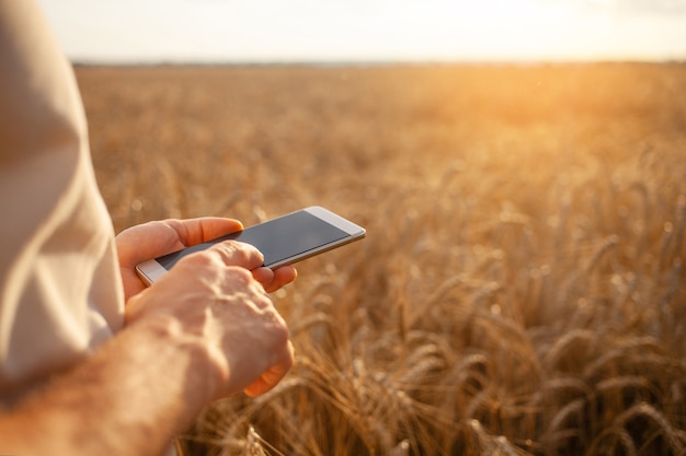 Man agronomist uses modern technology in a wheat field