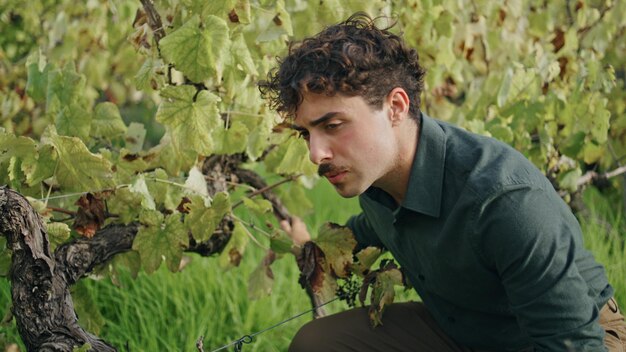 Man checking vine growth grape plantation closeup winegrower sitting vineyard