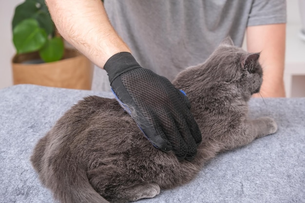 A man combs the cats fur with a special glove and comb