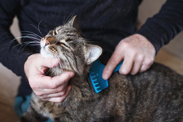 A man combs the fur of his pet gray cat with brush.