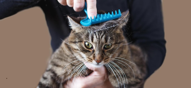 A man combs the fur of his pet gray cat with brush