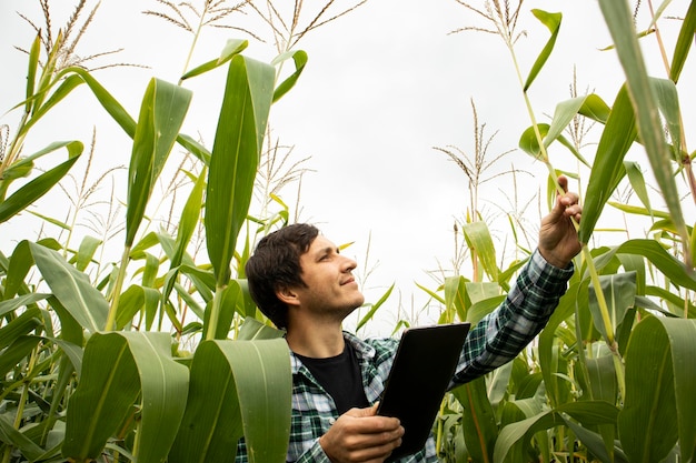 Man in  corn field with tablet