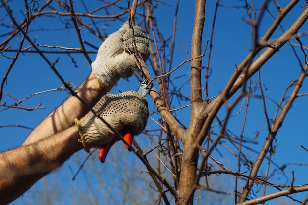 A man cuts a branch with a shears