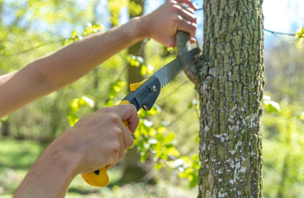 Photo a man cuts a dry branch with a hand saw on a tree in the forest