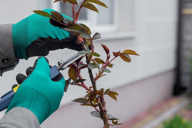 Man cutting branch of rose using secateurs