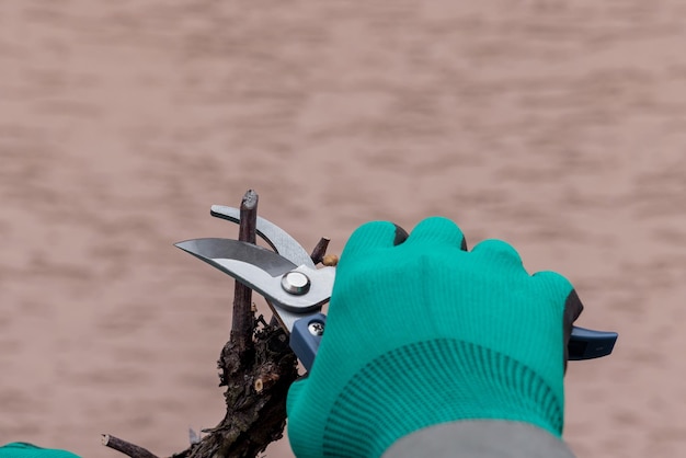 Man cutting branch of vine using secateurs