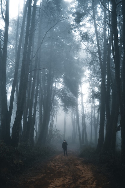 Man in the Dark forest ,Fog and pine forest in the winter tropical forest,Fog and pine