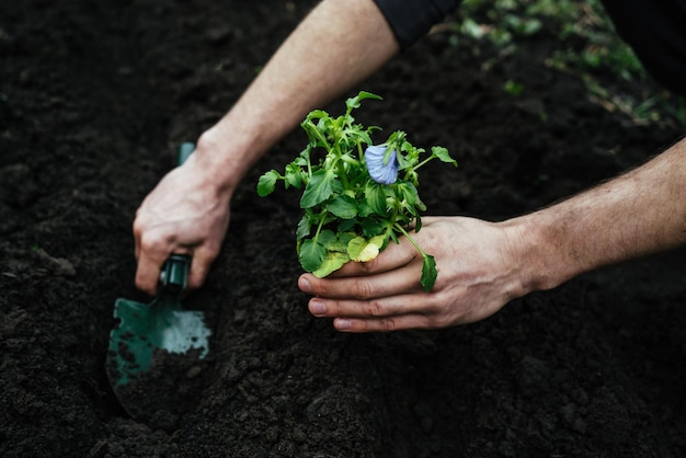 Man digs a garden shovel hole in the ground to plant a flower planting the seedling with the gardening tool