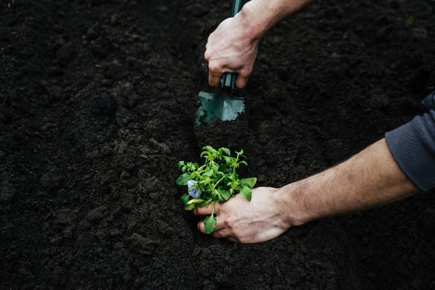 Man digs a garden shovel hole in the ground to plant a flower planting the seedling with the gardening toolxA