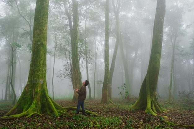 The man explore nature tree in forest