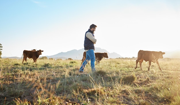 Man farmer and animals in the countryside for agriculture travel or natural environment in nature Male traveler on farm walking on grass field with livestock leading the herd of cattle or cows