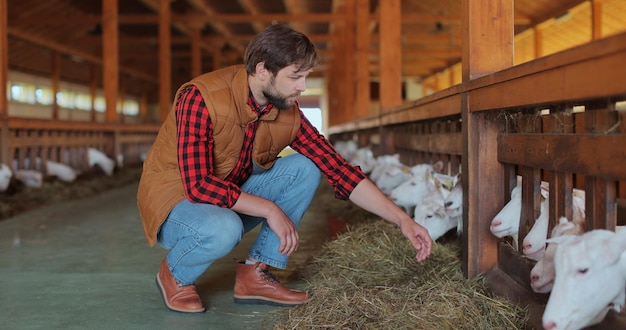 Man farmer giving fresh hay to goat standing barn stall Farm employee feeding cattle herd from hands in farmland Agronomist caring domestic animals in modern goats farm