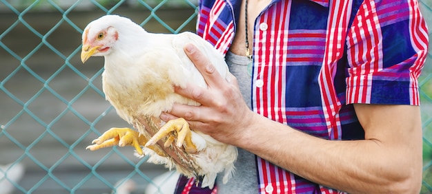 Man farmer holding a chicken in his hands. 