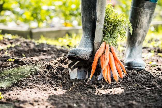 Man farmer holding a ripe orange carrots. Local farming, Harvesting concept. Gardening.