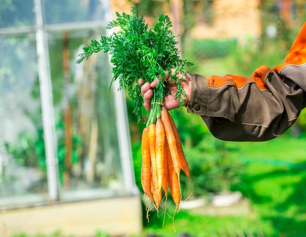 Man farmer holding a ripe orange carrots. Local farming, Harvesting concept. Gardening.