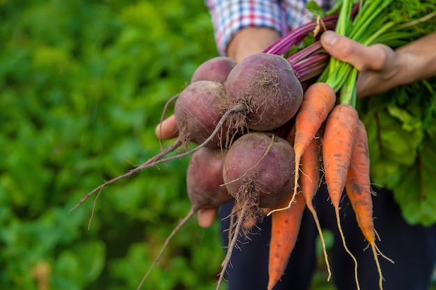 A man farmer holds carrots and beets in his hands. Selective focus.