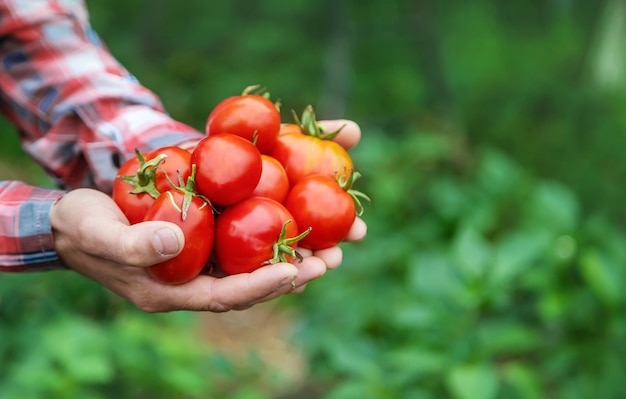 A man farmer holds a crop of tomatoes in his hands. Selective focus. nature.