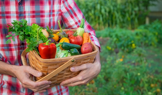 Man farmer holds a harvest of vegetables in his hands