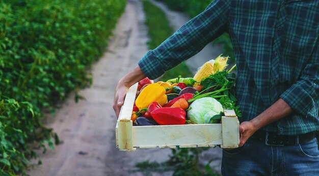 A man farmer holds vegetables in his hands. Selective focus. Food.