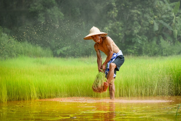 Man farmer thai hit the rice holding on hand in rice field agriculture to plant farmland