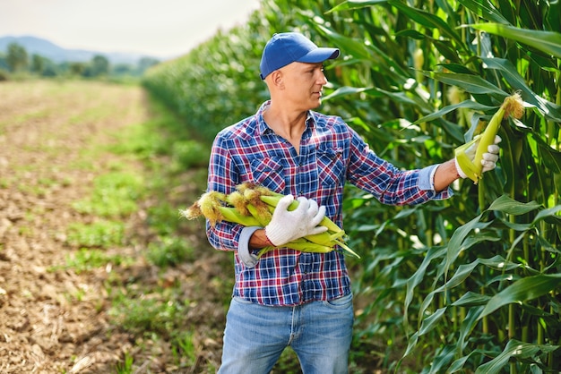 Man farmer with a crop of maize.