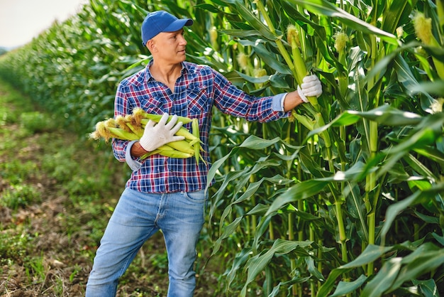 Man farmer with a crop of maize.