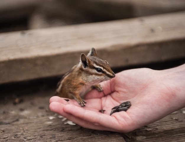 Photo man feeding squirrel