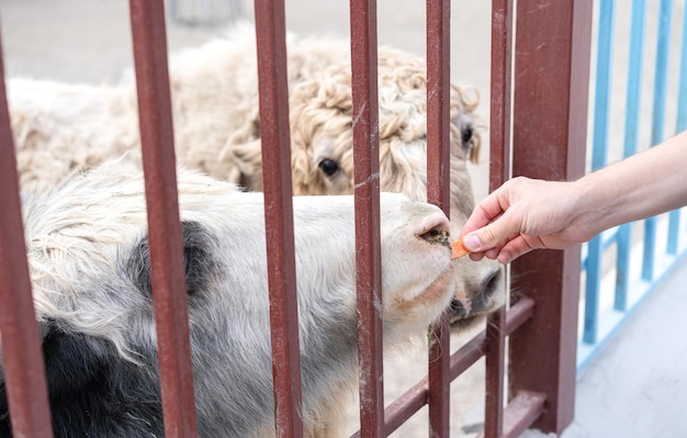 A man feeds cattle from his hands