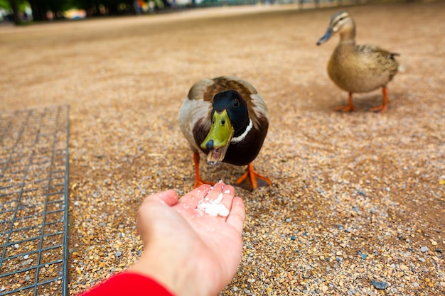 A man feeds a duck from his hands in a city park The funny duck cheers up