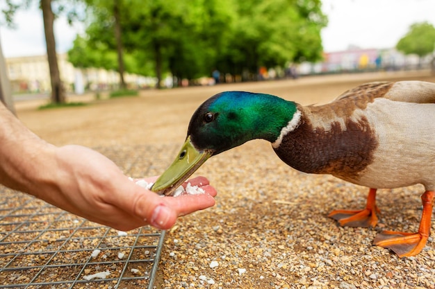 A man feeds a duck from his hands in a city park The funny duck cheers up