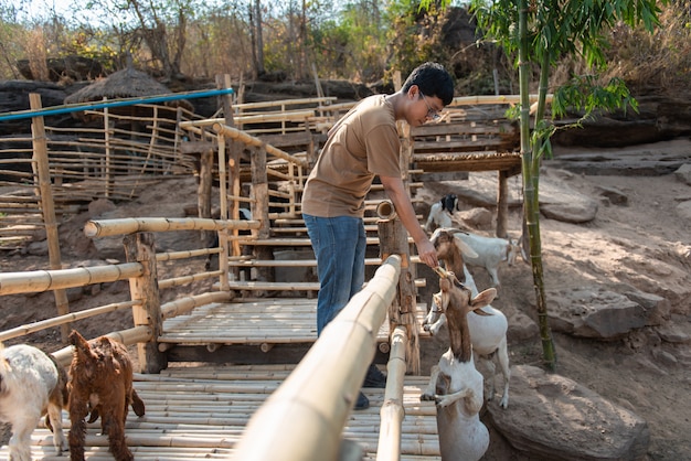 Man feeds a goat with banana in farm.