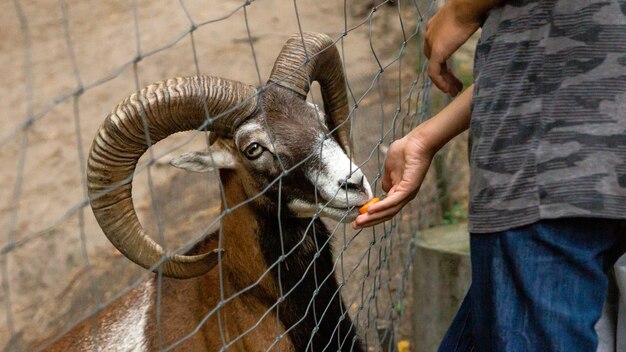 Man feeds mouflon carrots at the zoo