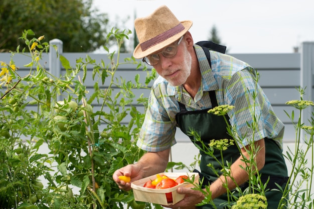 Man gardener picking tomatoes in the vegetable garden