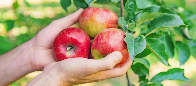 Man gardener picks apples in the garden in the garden. Selective focus.